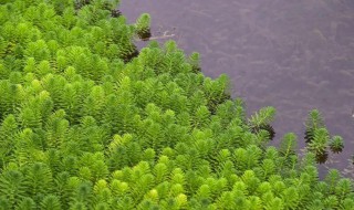 金鱼藻是藻类植物吗（金鱼藻水草怎么养）