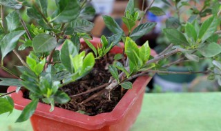 裸根栀子花种植方法 裸根栀子花苗的栽植方法