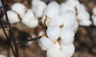 棉花什么时候种植 棉花什么时候种植合适