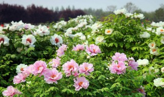 菏泽牡丹在哪里种（菏泽牡丹在哪里种植）