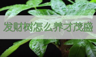 发财树怎样培养才会茂盛 发财树怎么培植的