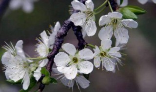 梅花出叶了还开花吗（梅花长出叶子后还可以剪枝吗）