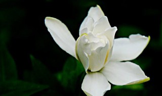 枙子花开花是什么颜色的（枙子花开花是什么颜色的花）