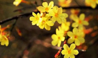 迎春花几时几分几秒开花（迎春花几时几分几秒开花呢）