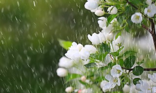 关于春雨绵绵的心情说说有哪些 春雨绵绵的短句