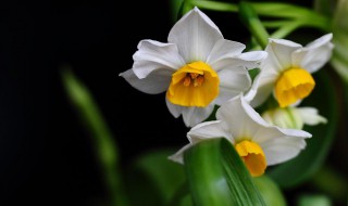 水仙移植怎么做（水仙移植到土里怎么做）