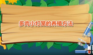 多肉小灯笼的养殖方法 多肉小灯笼的养殖方法和注意事项视频