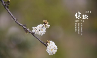 惊蛰节气的重要意义 关于惊蛰节气的含义