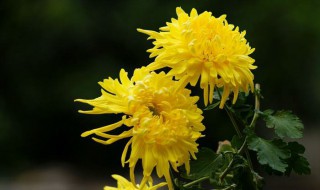 菊花冬天怎么换盆（菊花冬天怎么换盆换土）