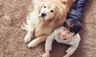 训犬不护食的方法（训犬不护食的方法视频）