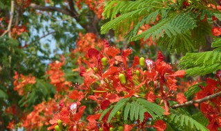 凤凰木适合在哪里种植（蓝花楹为什么禁止种植）