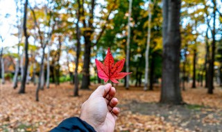 介绍树叶书签制作方法 介绍树叶书签制作方法英语