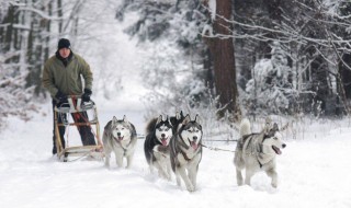 雪橇犬有哪些（雪橇犬有哪些狗）