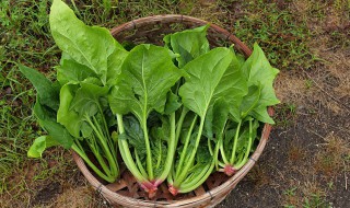 菠菜洋葱猪骨汤泡饭怎么做（菠菜洋葱猪骨汤泡饭怎么做才好吃）