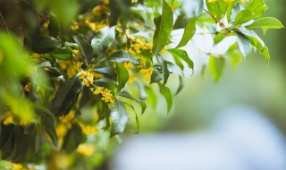 庭院最适合栽种的树木 庭院十大吉祥之树