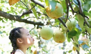 雪梨膏配方和制作方法（雪梨膏配方和制作方法图片）