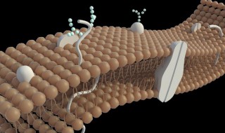 细胞膜有什么功能 细胞膜有什么功能高中