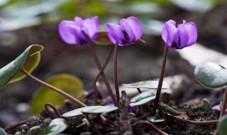 仙客来小苗移植方法（仙客来小苗养护）