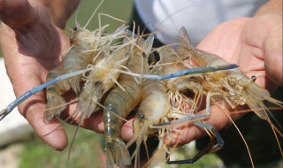 沼虾怎么清洗 沼虾怎么去除虾线