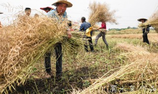 收油菜籽的正确方法 收油菜籽的正确方法是什么