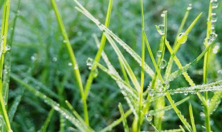 雨露期是什么意思 雨露期是什么意思二哈