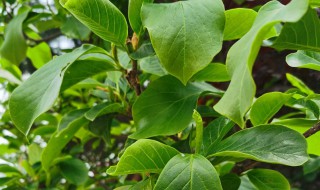 嫁接玉兰花树的种植方法（嫁接玉兰花树的种植方法视频）