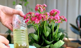 怎么做开花营养水 怎么做开花营养水浇花