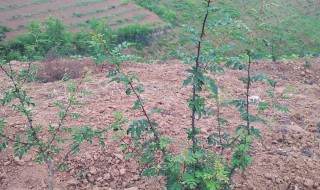 吊篮花椒种植方法（吊篮花椒种植方法图片）