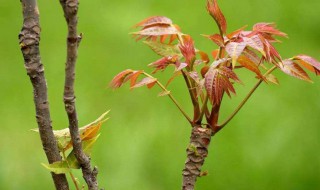 什么季节吃香椿芽 什么季节吃香椿芽好