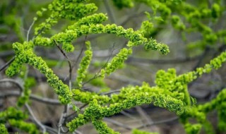 小榆树苗的移栽种植方法（小榆树怎么种）