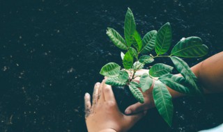 植树节植树小妙招 植树节植树技巧