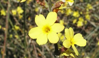 迎春花的样子如何描写 迎春花的样子如何描写句子