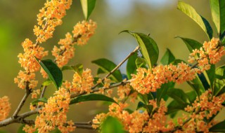 桂花叶子有黄点怎么办 桂花叶子有黄色斑点怎么办