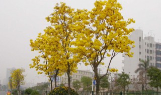 风铃木花语是什么意思（风铃木花象征意义）