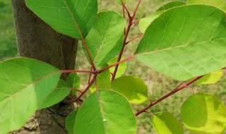 黄栌的栽植方法 黄栌栽种方法