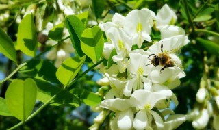 大量鲜洋槐花怎么存放（新鲜洋槐花怎么保存时间长）