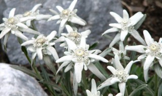 雪绒花的寓意（雪绒花的寓意和象征）