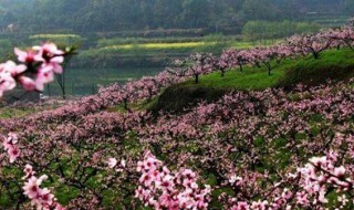 再游桃花源原文（再游桃花源原文带拼音）