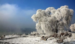 咏雪的诗句（咏雪的诗句小学）