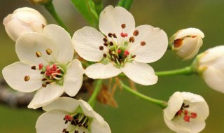 绿梅花和白梅花的功效与作用 白梅花和绿萼梅功效一样吗