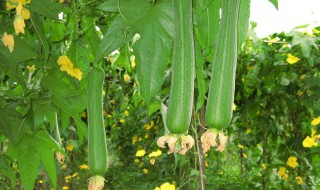 丝瓜的种植方法和技术（丝瓜的种植方法和技术图片）