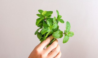 怎样移栽薄荷 怎样种植薄荷盆栽