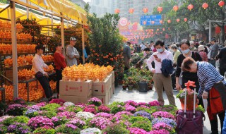 春天有什么花开放除了桃花和梨花（春天有什么花开放除了桃花和梨花还有哪些）