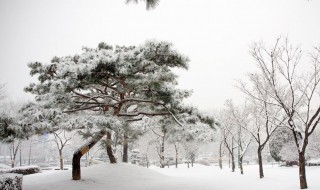 下雪了小树像什么（下雪了小树像什么房子像什么）