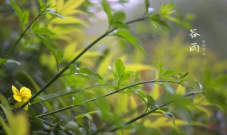 关于谷雨的物候特征（谷雨的物候特点）