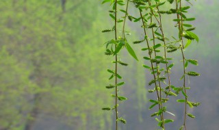 柳树上的柳絮能吃吗（柳树上的柳絮有什么功效）