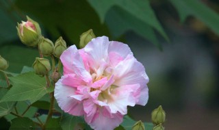 芙蓉花花语 芙蓉花花语诗词