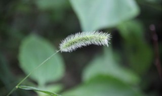 狗尾巴花的花语是什么 狗尾草句子短句唯美