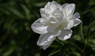 白芍花的花语是什么（白芍花 花语）