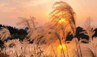 荻花的象征意义（芦花和荻花的区别图片对比）